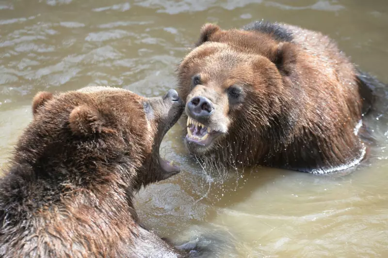 Woman Fights Off Grizzly Bear with Spray in Terrifying Canadian Encounter