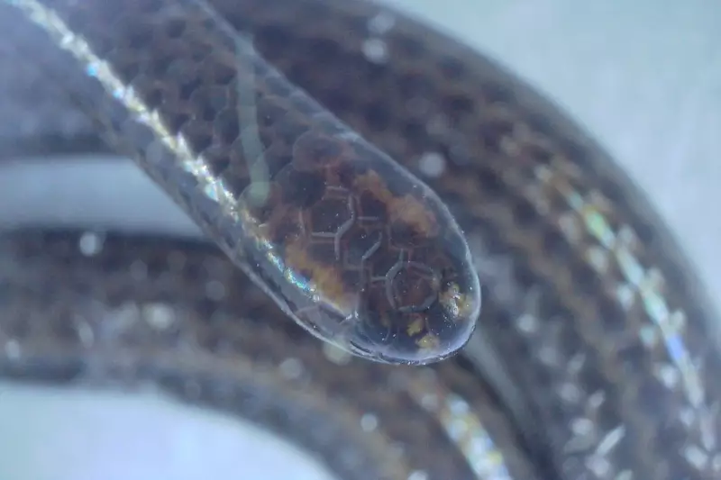 World's Smallest Snake Discovered: The Barbados Threadsnake
