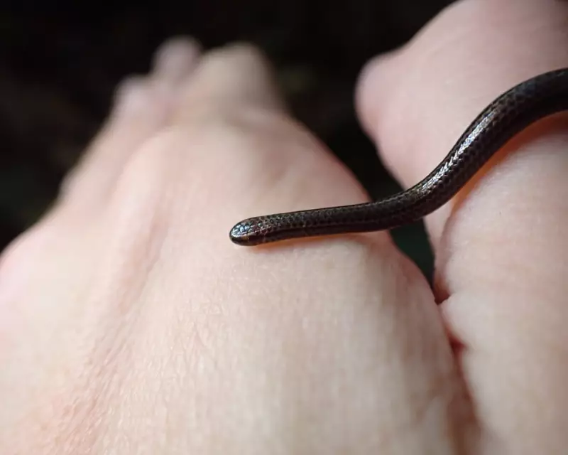 World's Smallest Snake Rediscovered in Barbados After 20 Years