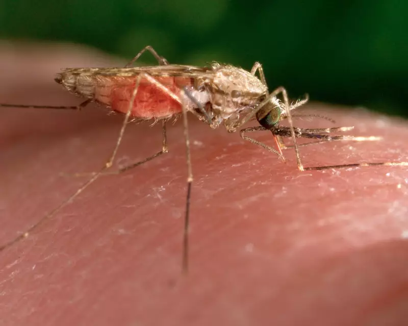 Zimbabwe Faces Surge in Malaria Deaths Amid US Aid Cuts and Climate Challenges