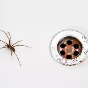 10 Natural Ways to Keep Spiders Out of Your Home Without Harming Them
