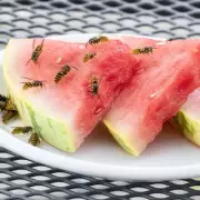 13 Genius Hacks to Keep Your Plants Alive and Thriving