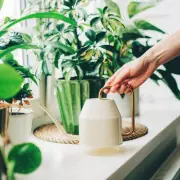5 Best Houseplants to Beat the Heat and Cool Your Home Naturally