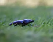 A Magical Encounter: A Young Naturalist's Still Moment with a Stag Beetle