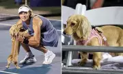 Adorable Puppy Interrupts Tennis Match at DC Open – Anna Kalinskaya's Hilarious Reaction