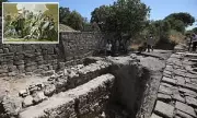 Archaeological Breakthrough: New Evidence Suggests the Trojan War May Have Actually Happened