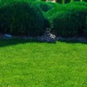 Banana Peel Power: The Surprising Kitchen Scrap That Supercharges Your Plants