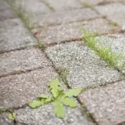 Banish Patio Weeds in Just 24 Hours with This Simple Hack