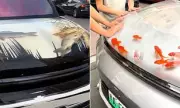 Bizarre Road Rage: Driver Turns SUV Bonnet Into Live Carp Fish Tank in Shocking Viral Video