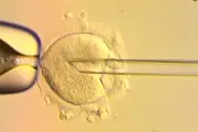 Breakthrough in IVF: Eight Babies Born Free of Mitochondrial Disease Thanks to Pioneering DNA Technique