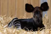 Bristol Zoo's Rare Okapis Join Global Conservation Effort to Save Endangered Species
