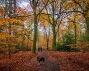 Britain's Forests at Risk: Urgent Action Needed to Combat Climate Change
