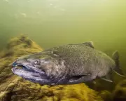 California's Winter-Run Chinook Salmon Face Critical Decline: What's Being Done?