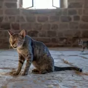 Cat Owners Beware: A Simple Sneeze Could Signal a Deadly Disease