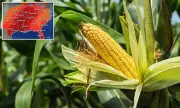 Corn Sweat: The Hidden Culprit Behind America's Scorching Heat Dome Affecting 200 Million