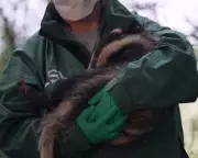 Cornwall's Badger Vaccination Breakthrough: Farmers and Scientists Unite Against Bovine TB