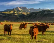 Could US Beef Soon Hit Australian Shelves? Why Trump Is Cheering