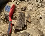 Country Diary: The Joy of Tree Brushing – How Time Flies in Nature's Embrace