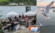 Devon Pub Landlord Fights Back Against Seagull Menace with Water Guns – Hilarious Battle Ensues!