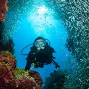 Diver's Horrifying Final Moments After Stabbing by Giant Stingray