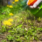DIY Weed Killer: 3 Natural Recipes to Banish Weeds Without Harsh Chemicals