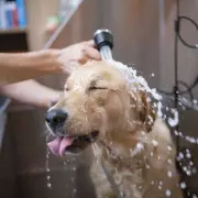 Dog Expert Reveals the Best Way to Greet a Dog – You Might Be Doing It Wrong!