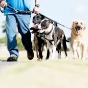 Dog Expert Reveals: This One Breed Should Never Be Left Alone with Kids