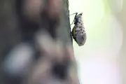 Dogs Trained to Sniff Out Invasive Spotted Lanternflies in Groundbreaking Pest Control Effort