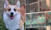 Dramatic Balcony Rescue: Heroic Neighbours Save Corgi Trapped on Melbourne High-Rise