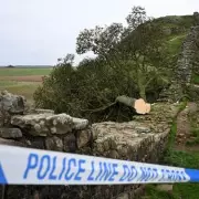 Drunken Stunt at Sycamore Gap Costs Two Men Over £600,000 – What Happened?
