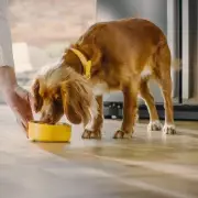 Exclusive Discount: Save Big on Pure Pet Dog Food with This Unmissable Offer!