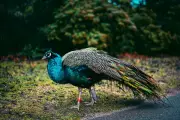 Exotic Peacocks Roam Orlando Suburb, Delighting Locals and Causing a Stir