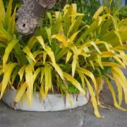 Expert Gardening Tips: How to Keep Your Plants Thriving All Year Round