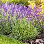 Expert Guide: How to Prune Lavender Plants for Lush Growth and Fragrance