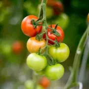 Expert Reveals the Best Time to Harvest Tomatoes for Maximum Flavour and Ripeness