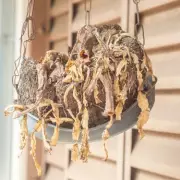 Expert Tips for Thriving Hanging Baskets: Keep Your Blooms Lush All Summer