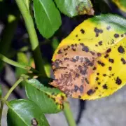 Expert Tips to Prevent Black Spot Disease on Roses – Keep Your Garden Blooming!