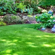 Expert Tips to Transform Your Lawn into a Lush Green Paradise
