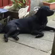 Family Devastated as Beloved Dog Dies After Being Left in Hot Car During UK Heatwave