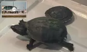 Florida Woman Caught Smuggling Live Turtle in Her Bra at Airport – TSA Shocked!
