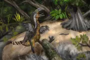 Fossil Discovery Reveals Epic Battle Between Terror Bird and Caiman in Prehistoric Colombia