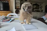 Frieda Hughes’ Heartwarming Poem Chronicles the Journey of Raising an Owl Chick