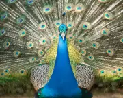 From Rubbish to Radiance: How a Unique Dump Sparked Joy with Order and Peacocks