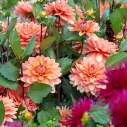 Gardeners Alert: Urgent Action Needed to Save Your Bedding Plants from Deadly Disease