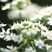 Gardeners Beware: 5 Common Plants That Could Wreck Your Garden