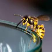 Gardeners Urged to Plant These 3 Flowers to Save Bees and Boost Biodiversity
