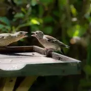 Gardeners Urged to Use Rice for Birds: A Simple Trick to Help Feathered Friends Thrive