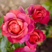 Gardeners Warned: Do This One Job Now to Protect Your Plants from Frost