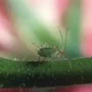 Gardeners Warned: Spray Fruit Trees Now to Avoid Costly Mistakes