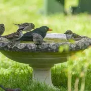 Gardening Experts Warn: This Common Kitchen Scrap Could Destroy Your Plants